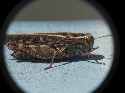Calliptamus sp.